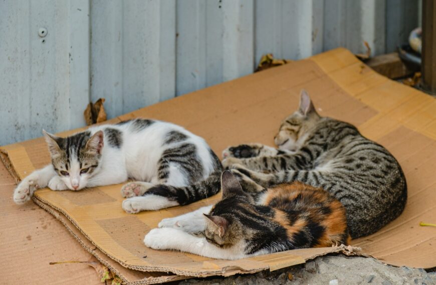 Homeless kittens sleep on cardboard by the wall