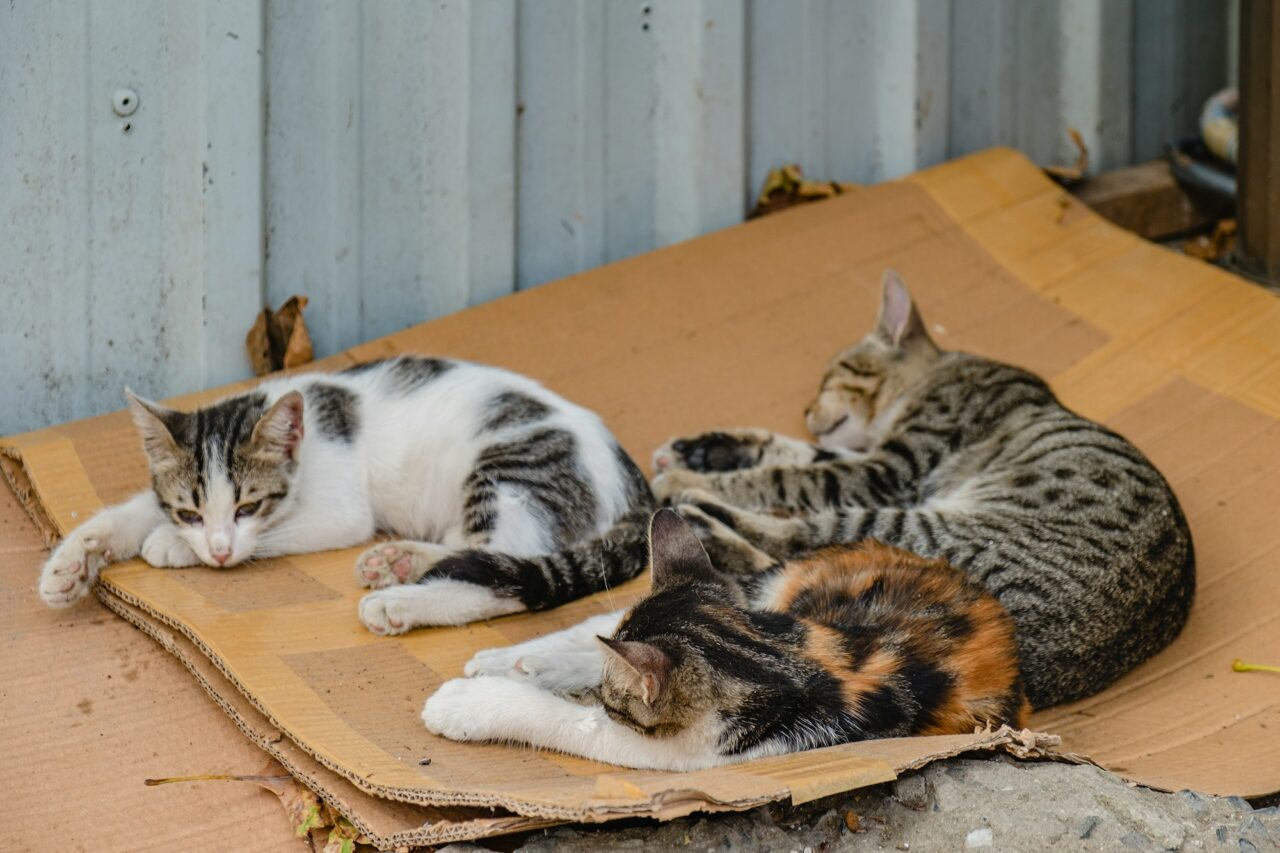 Homeless kittens sleep on cardboard by the wall