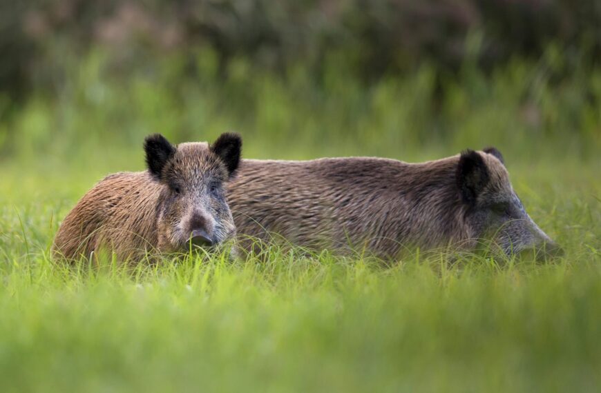 Wild boars in the grass