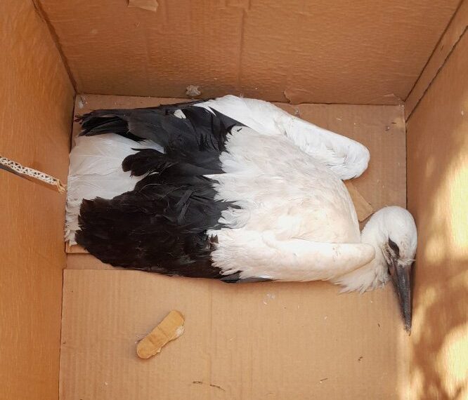 Akcja na medal! Bociek uratowany!