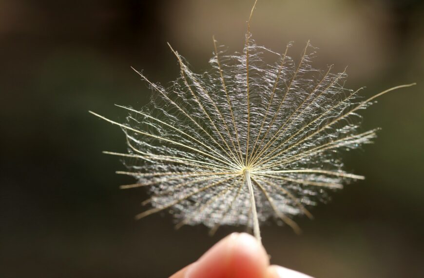 Close-up macro photo of dandelion seeds