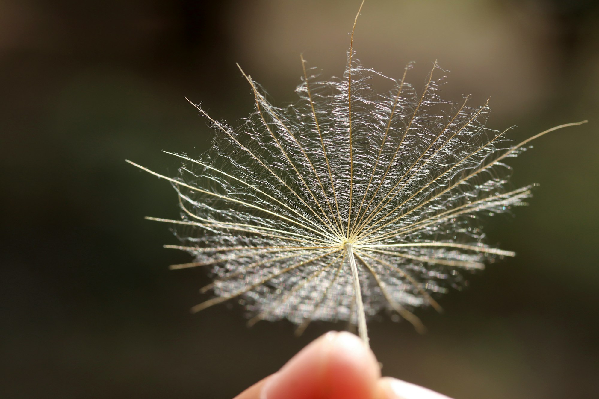 Close-up macro photo of dandelion seeds