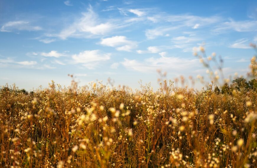 Field of grass and flowers on summer field
