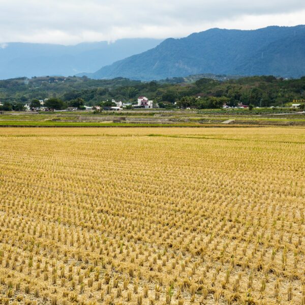 Harvested golden rice field in winter