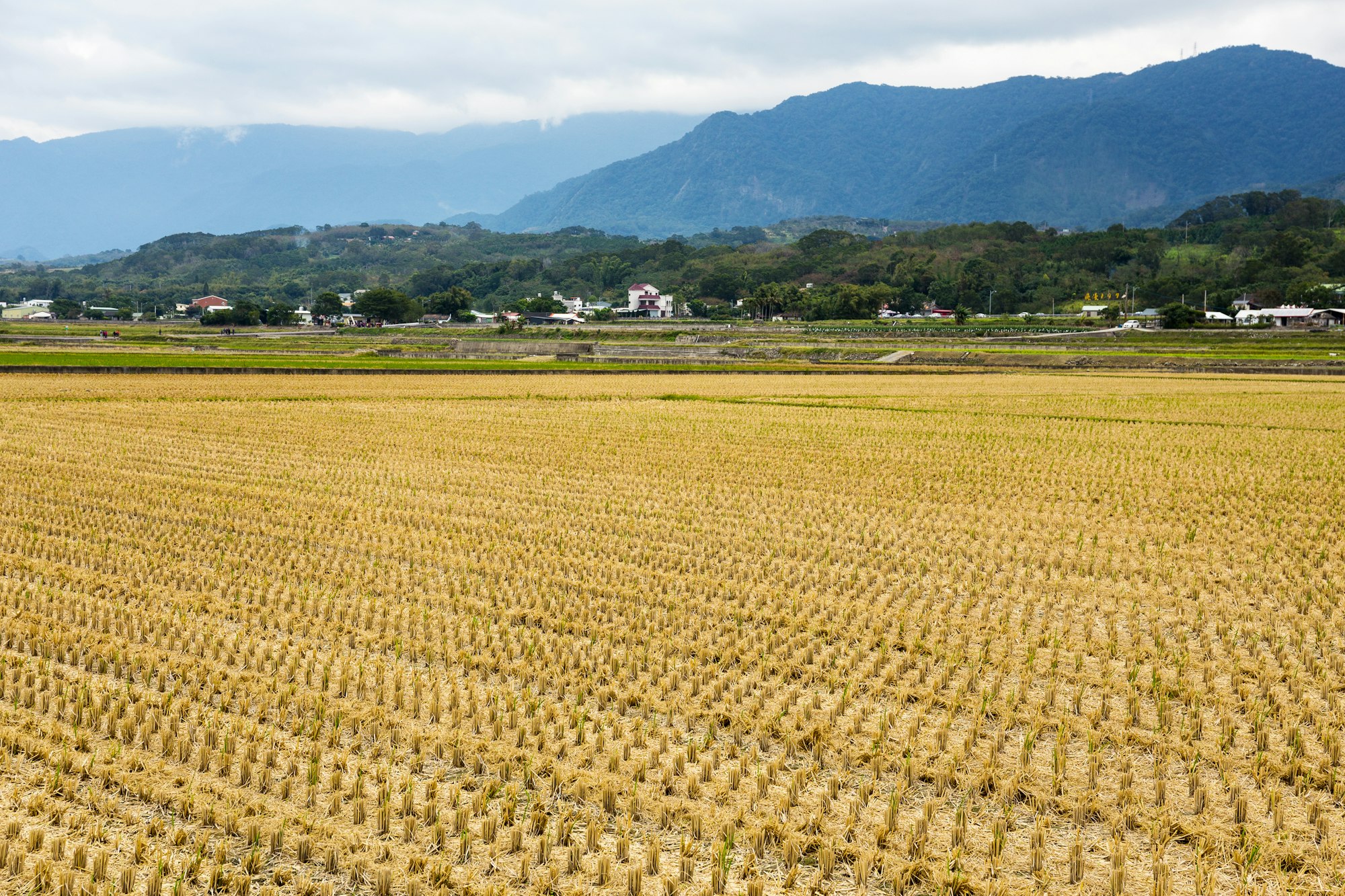 Harvested golden rice field in winter