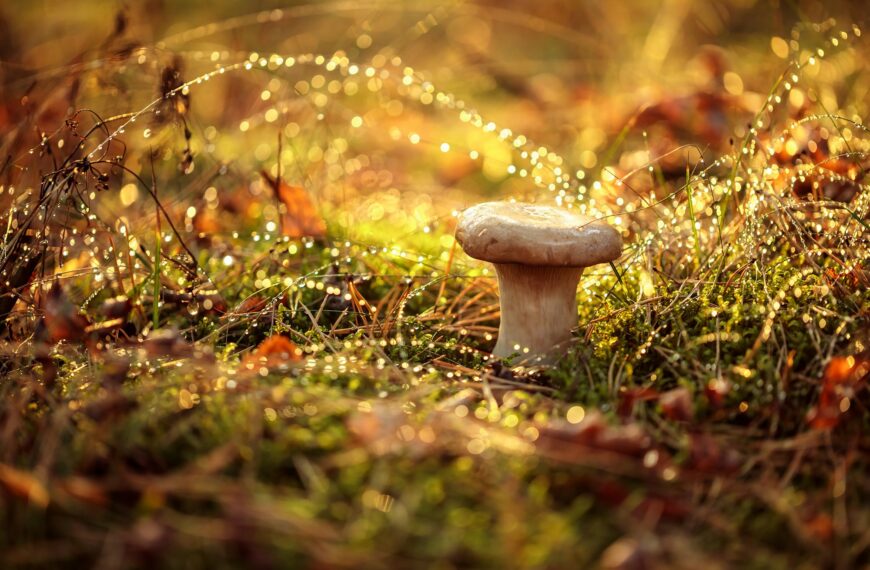 Mushroom Boletus In a Sunny forest in the rain.