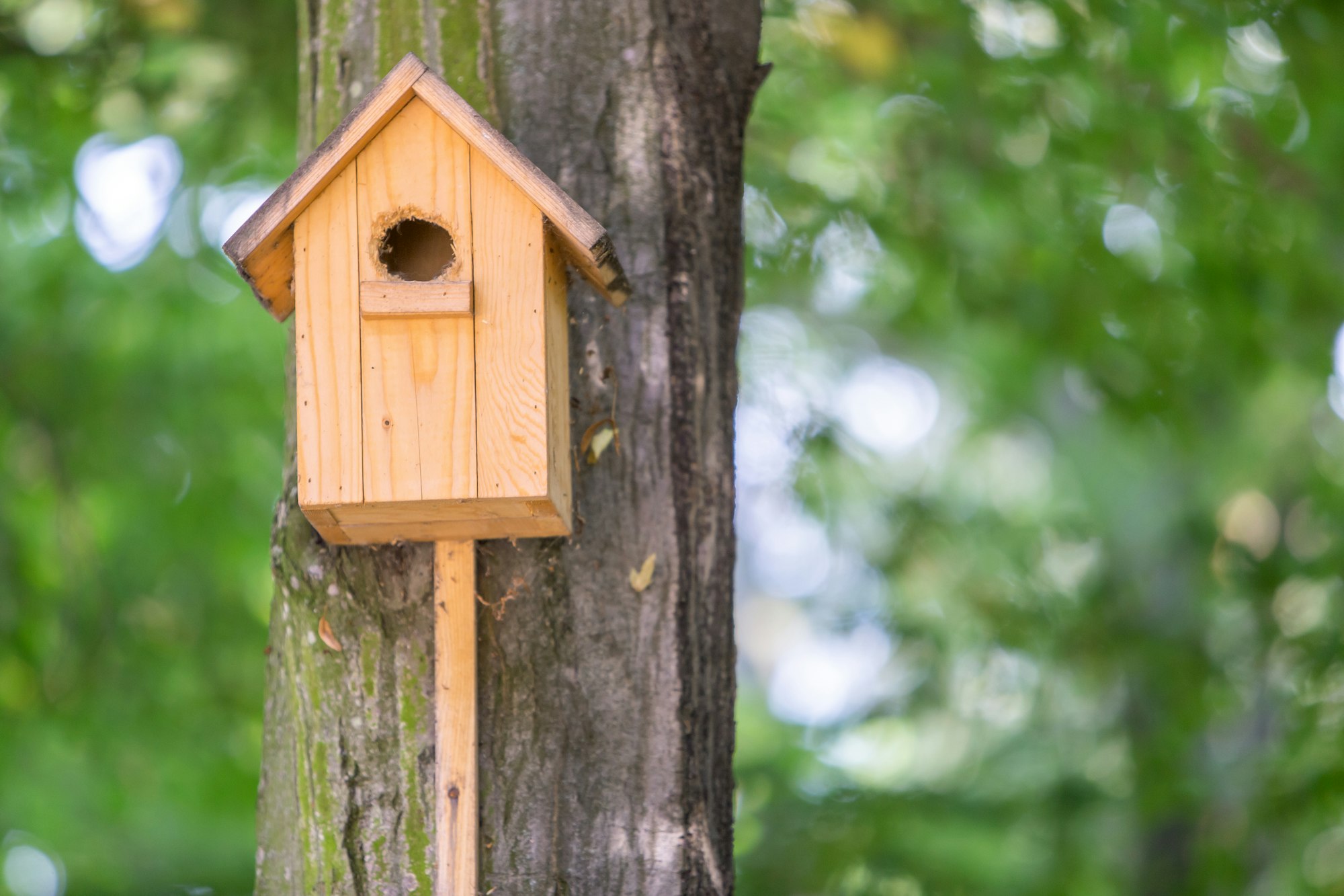 Yellow wooden bird house on a tree trunk in green park outdoors