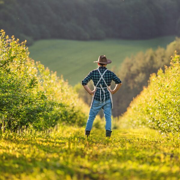 A rear view of mature farmer standing in orchard at sunset. Copy space