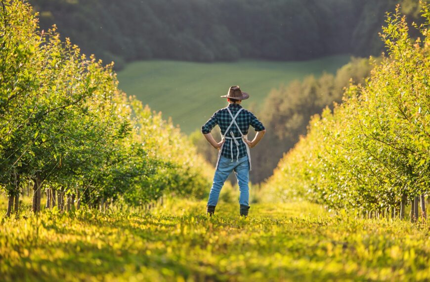 A rear view of mature farmer standing in orchard at sunset. Copy space