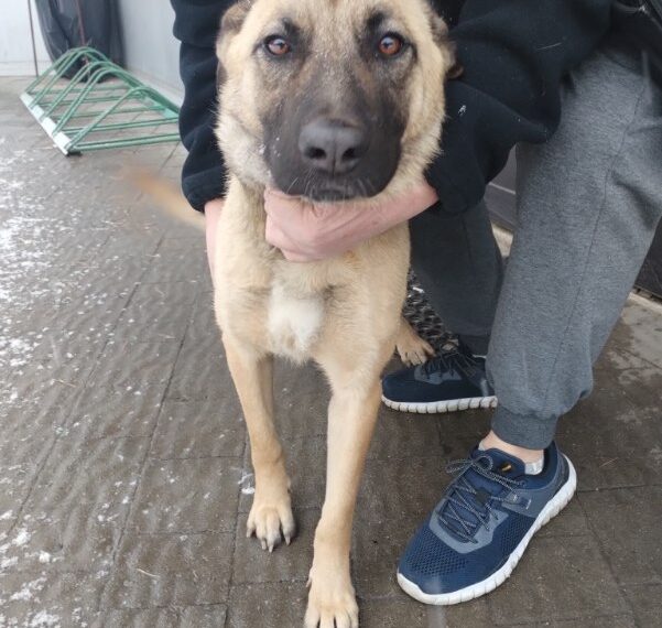 Podaruj dom – adoptuj psa