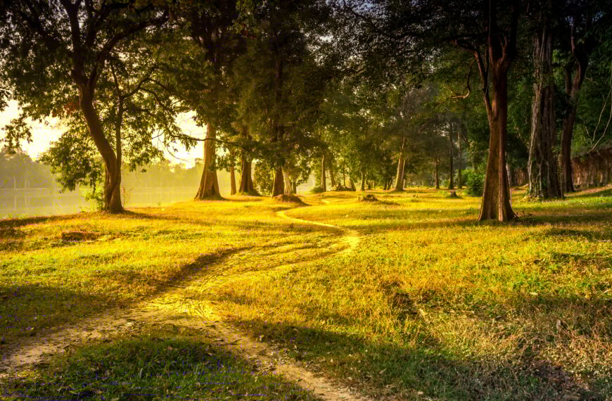 Beautiful summer landscape forest trail