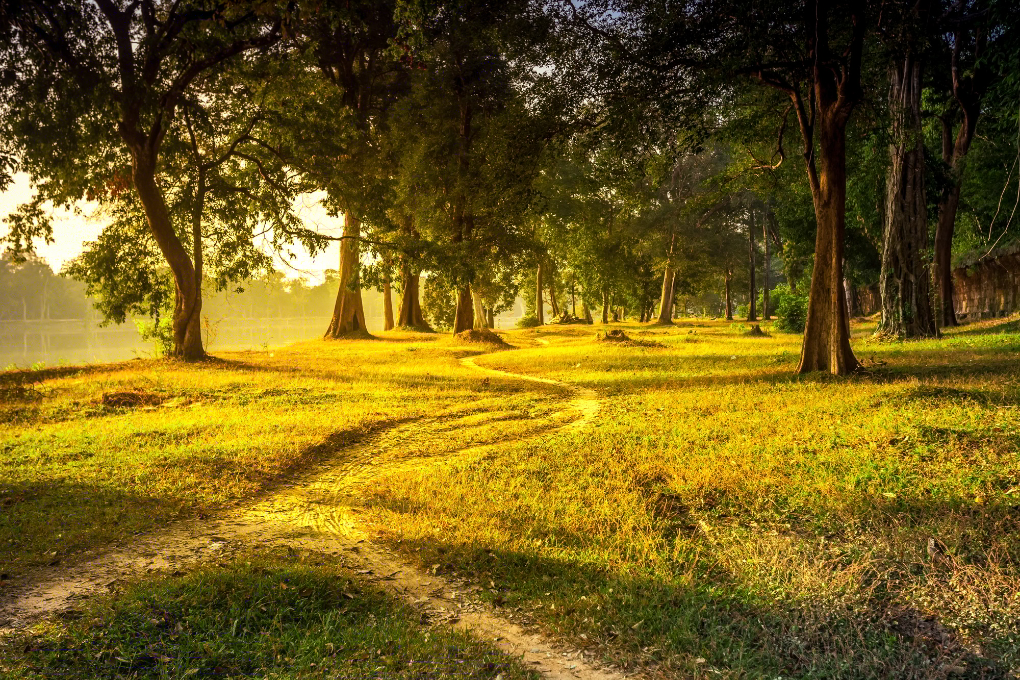 Beautiful summer landscape forest trail