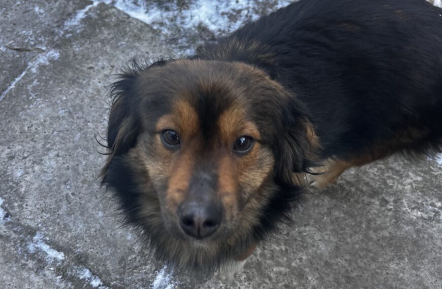 Pilne! Pieski szukają domu!