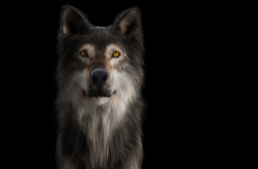 Wolf portrait on black