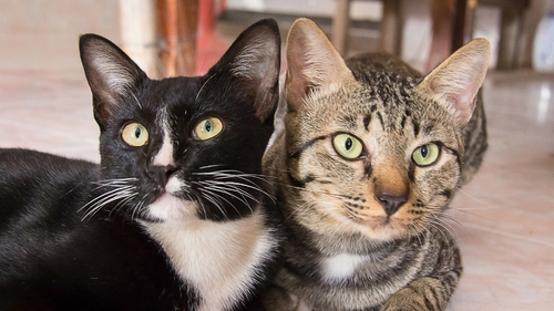 Program opieki nad zwierzętami bezdomnymi i walki z bezdomnością zwierząt w Gminie Łomianki na 2025 rok.