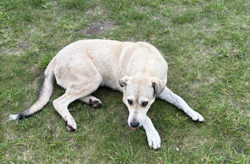 Poszukiwany właściciel psa!