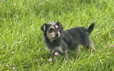 Wierny przyjaciel czeka na pomoc – znaleziony pies szuka właściciela lub opiekuna