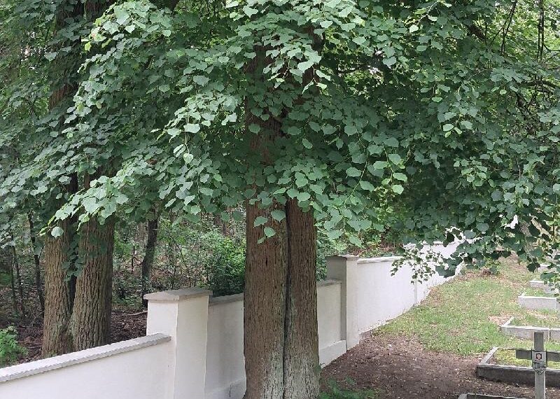 Remont ogrodzenia z dofinansowaniem