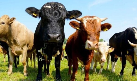 Ekoschemat „Dobrostan zwierząt” Dodatkowe pieniądze dla hodowców bydła z QMP – tylko do 16 czerwca!