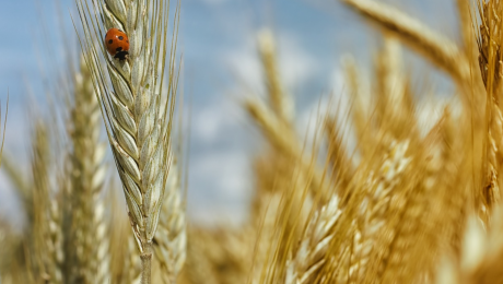 Dożynki powiatowo-gminne