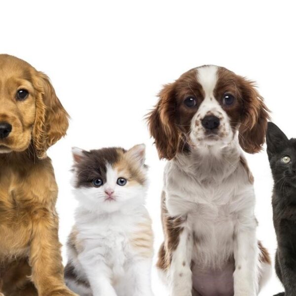 Zapobieganie bezdomności zwierząt w gminie Strzegowo