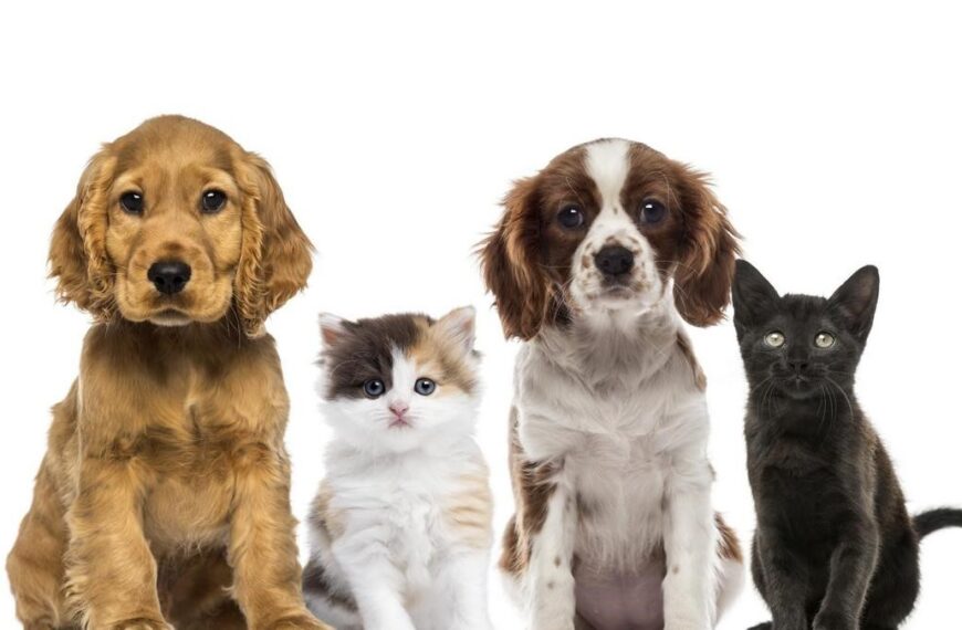 Zapobieganie bezdomności zwierząt w gminie Strzegowo