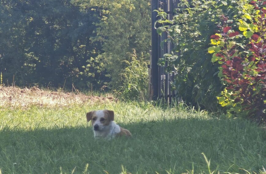 Szukamy właściciela lub domu stałego dla psa.