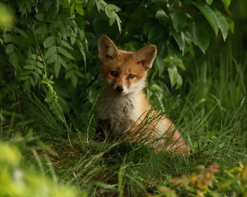 Akcja szczepienia lisów