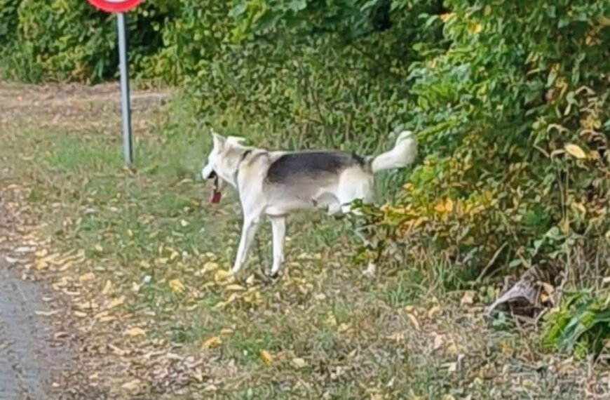 UWAGA! NIE POZWALAJMY PSOM BŁĄKAĆ SIĘ PO NASZYCH ULICACH!