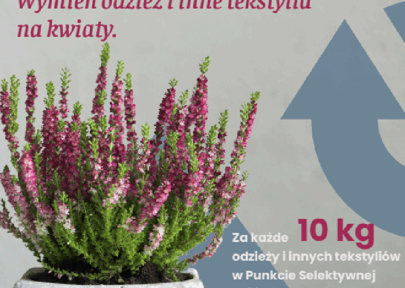 Wrzos za ciuchów stos