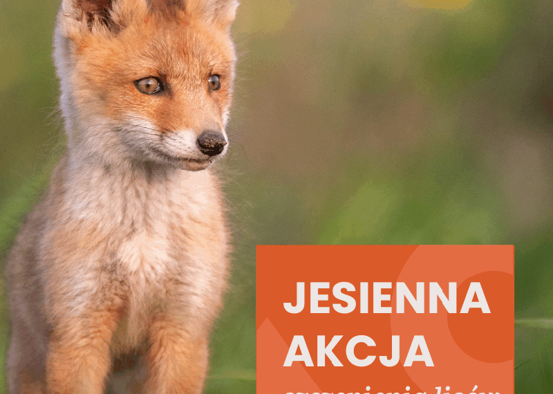 Szczepienie lisów przeciwko wściekliźnie