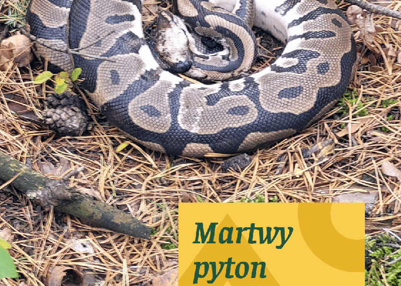 Martwy pyton znaleziony w Truskawiu