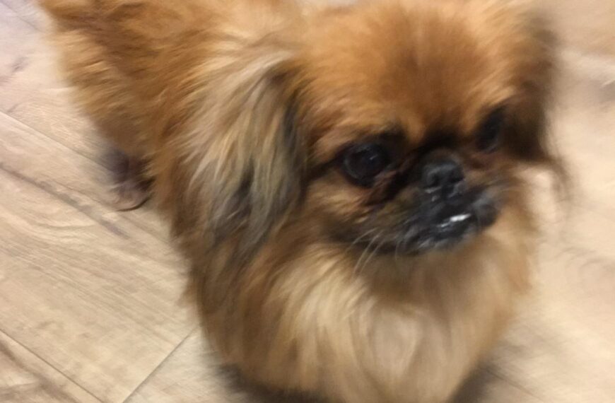 Poszukiwany właściciel psa