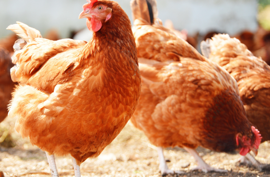 Przypomnienie o aktualnej sytuacji epizootycznej i realnym zagrożeniu dla drobiu na terenie powiatu mińskiego