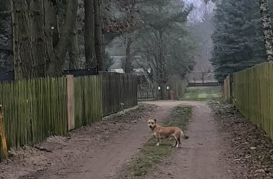 Szukamy właściciela lub domu stałego dla psa!!
