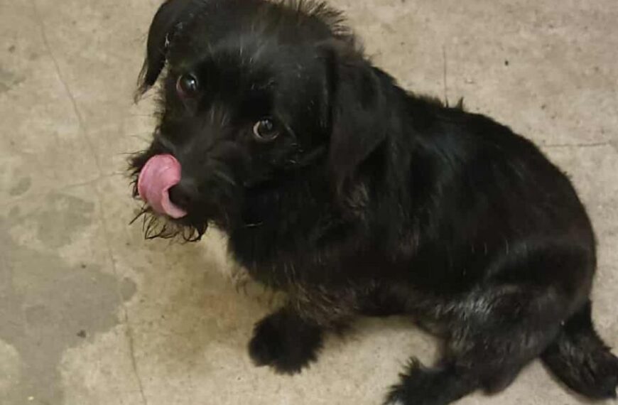 Poszukiwany właściciel psa