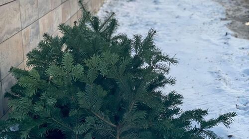 Co zrobić z choinką po świętach? Krótkie ABC