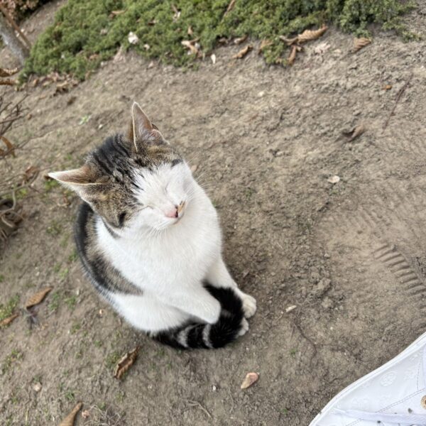 Poszukiwany właściciel kota