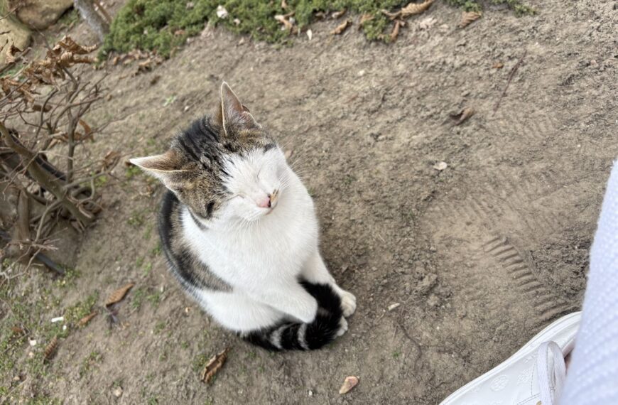 Poszukiwany właściciel kota