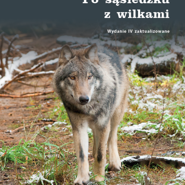 Informacja dla mieszkańców dot. pojawienia się na terenie gminy Joniec wilków