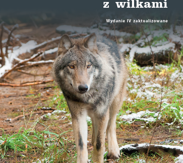 Informacja dla mieszkańców dot. pojawienia się na terenie gminy Joniec wilków