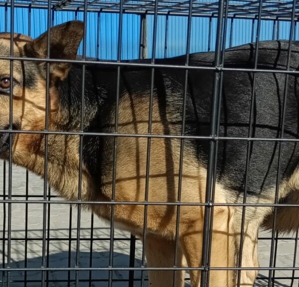 Kolejny pies odłowiony z terenu Gminy Czerwin