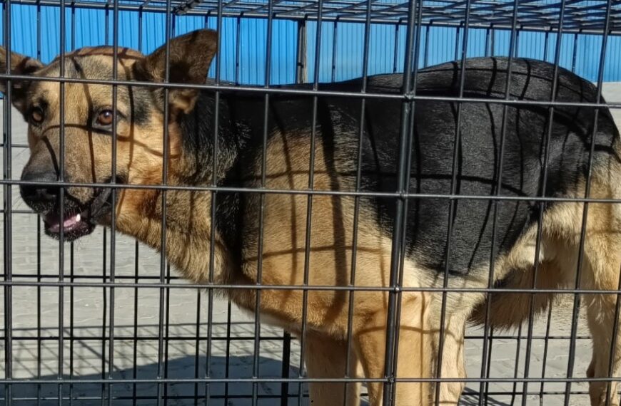 Kolejny pies odłowiony z terenu Gminy Czerwin