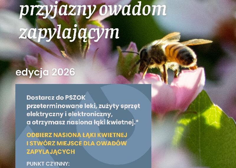 Stwórz dziki zakątek ogrodu