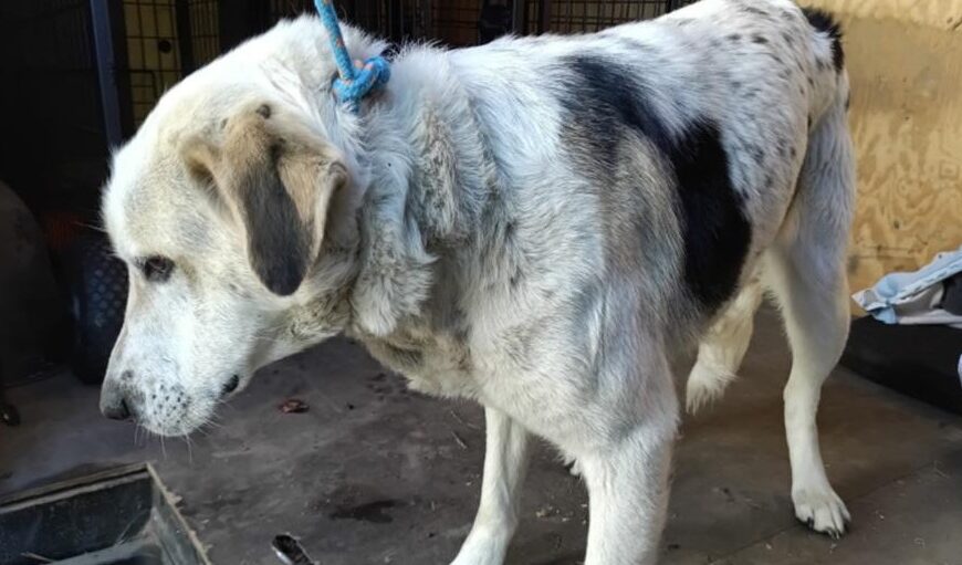 Pies odłowiony z terenu Gminy Czerwin czeka na adopcję